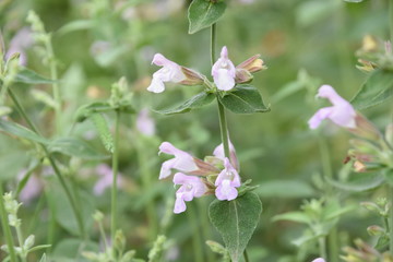 nature, bird, moon, sunset, greenhouse, blacksky, flower,