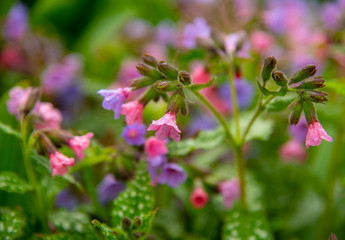Full frame of bright colors of pulmonaria as a backdrop.