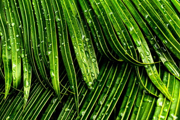 green leaf texture