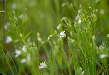  Delicate white Stellaria flowers on a blurred green background.