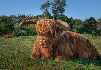 Szkockie krowy żyjące na terenie rezerwatu przyrody w Holandii Północnej. - obrazy, fototapety, plakaty
