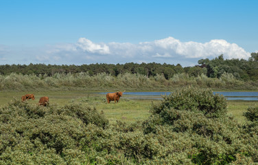 Szkockie krowy żyjące na terenie rezerwatu przyrody w Holandii Północnej.