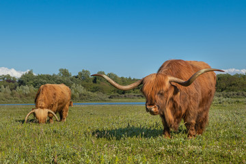 Szkockie krowy żyjące na terenie rezerwatu przyrody w Holandii Północnej. - obrazy, fototapety, plakaty