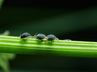 bugs on leaf