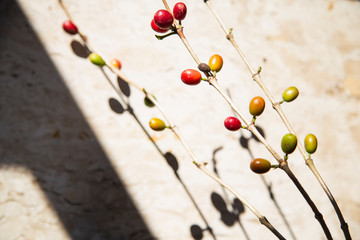 Coffee fruits on branch over a marble surface
