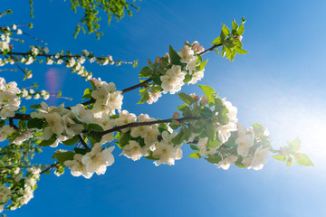 Apfelblüte im Frühling