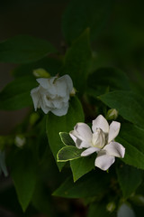 Close up of white jasmine flowers in a garden. Flowering jasmine bush in sunny summer day. Nature background.