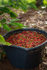 Canasta con granos de caf&eacute;