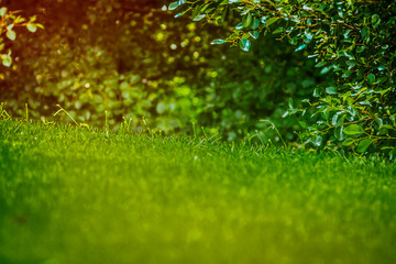 Grass forground hedge background with light shining through