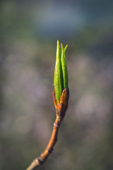 A branch of a plant with young blooming leaves on a blurred background close-up. Spring background.