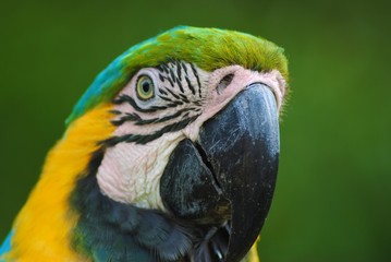 blue and yellow macaw