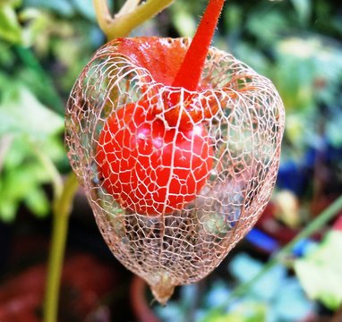 Close-up Of Chinese Lantern Lily Growing On Tree