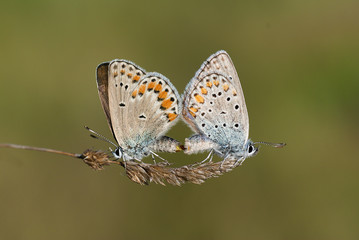 Naklejka na ściany i meble Mating butterflies in spring in nature macro