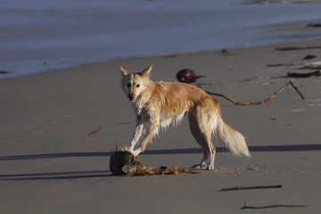 Diversão canina na praia!