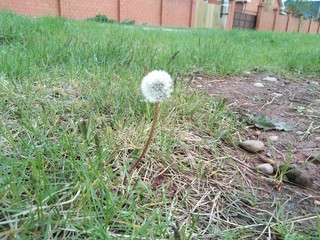 dandelion in the grass