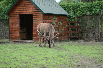 Deer in the cage of the zoo on the background of the house and trellises. Animal mockery. Hunting...