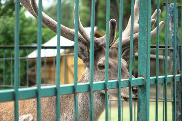 Deer in the cage of the zoo on the background of the house and trellises. Animal mockery. Hunting...