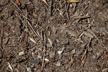 dirt and debris on ground texture