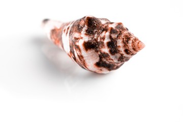 Macro photography Living Coral pastel color seashell on white background with blank space for text. Soft focus