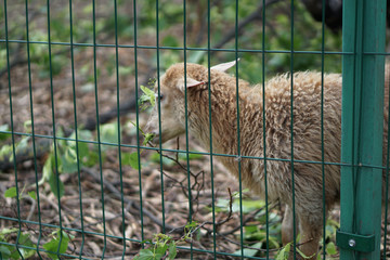 Sheep and goats behind the fence eat. Farm theme breeding animals. Stock Industrial Theme