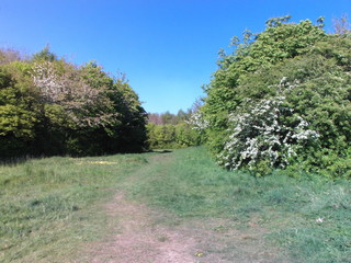 Fototapeta premium trees in the park