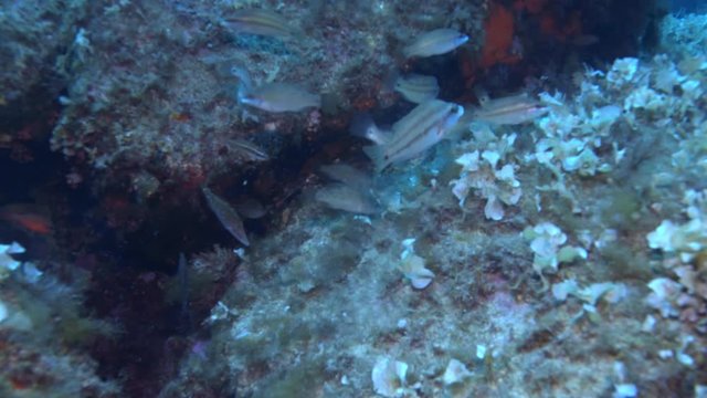 Comber fish of Mediterranean sea.
