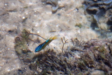 Lindo peixe em seu habitat!