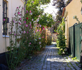 old yellow houses of old fisherman town Dragor, Denmark