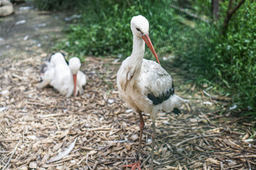 Stork and a crane are parked in a meadow near a farm. The birds came from the warm edges.