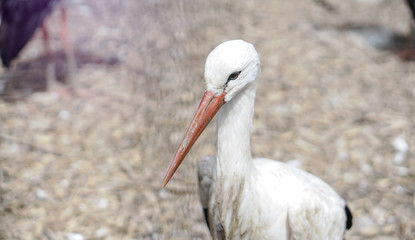 Stork and a crane are parked in a meadow near a farm. The birds came from the warm edges.