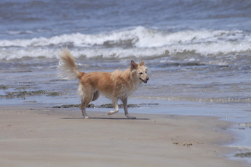 Divers&atilde;o canina na praia!