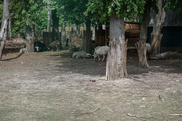 Farm paddock with geese and ducks. Livestock in Europe and Russia. Current photo