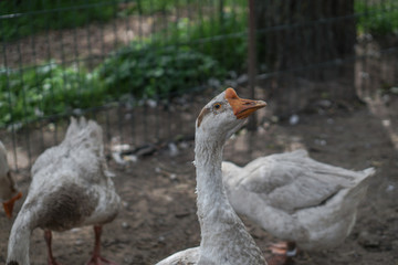 Farm paddock with geese and ducks. Livestock in Europe and Russia. Current photo