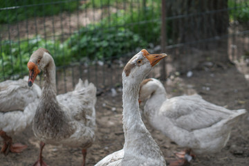 Farm paddock with geese and ducks. Livestock in Europe and Russia. Current photo