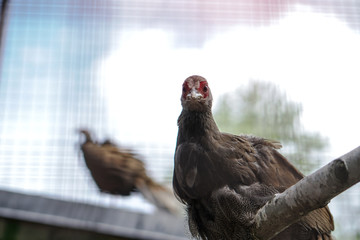 Pheasant caught by hunters in a cage. An animal in nature or in a zoo. Stock photo