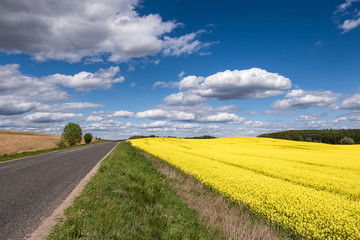 Field of beautiful springtime golden flower of rapeseed with blue sky