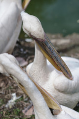 Pelican in nature near the river basks on the beach. Stock photo with animals