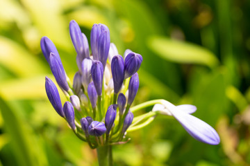 An african Lily