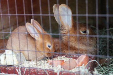 Little rabbit in a cage. A family of fluffy rabbits. Stock photo