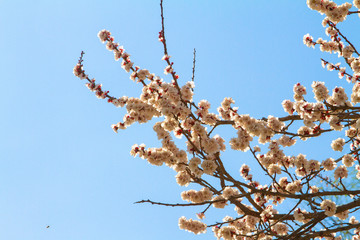 Apricot blossom cherry Peach Blossom flowering pink flowers close up background