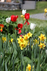 tulips in the garden