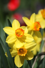 yellow daffodils in spring