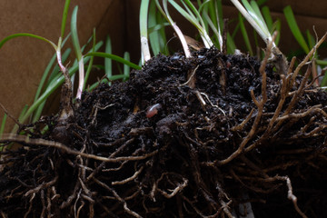 Root of grass Chives in the soil close up