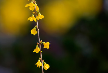 Blooming winter jasmine in the outdoor park