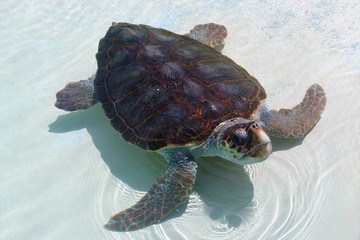 Tartaruga Oliva!