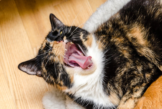 yawning tortie cat