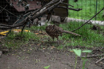 Pheasant caught by hunters in a cage. An animal in nature or in a zoo. Stock photo