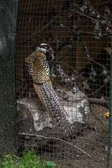 Fototapeta na wymiar Pheasant caught by hunters in a cage. An animal in nature or in a zoo. Stock photo
