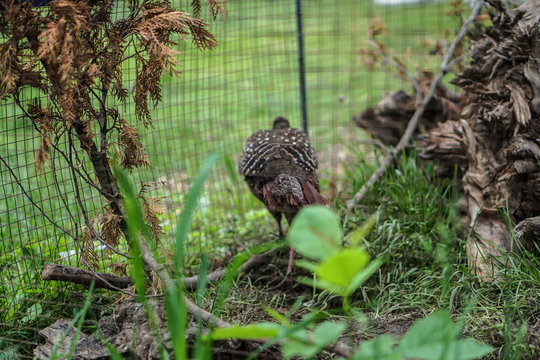 Pheasant caught by hunters in a cage. An animal in nature or in a zoo. Stock photo