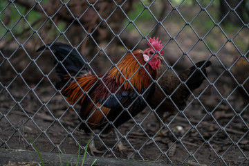 Chicken family with a rooster behind a fence on a farm. Chicken pets in rural areas. Stock photo